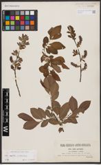 Salix aurita L. x Salix silesiaca Willd.